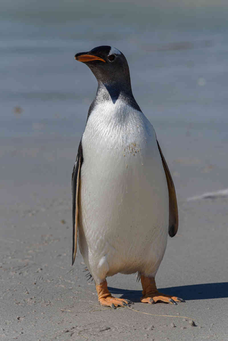 Pingüino Gentoo - islas Falkland o Malvinas 20.jpg